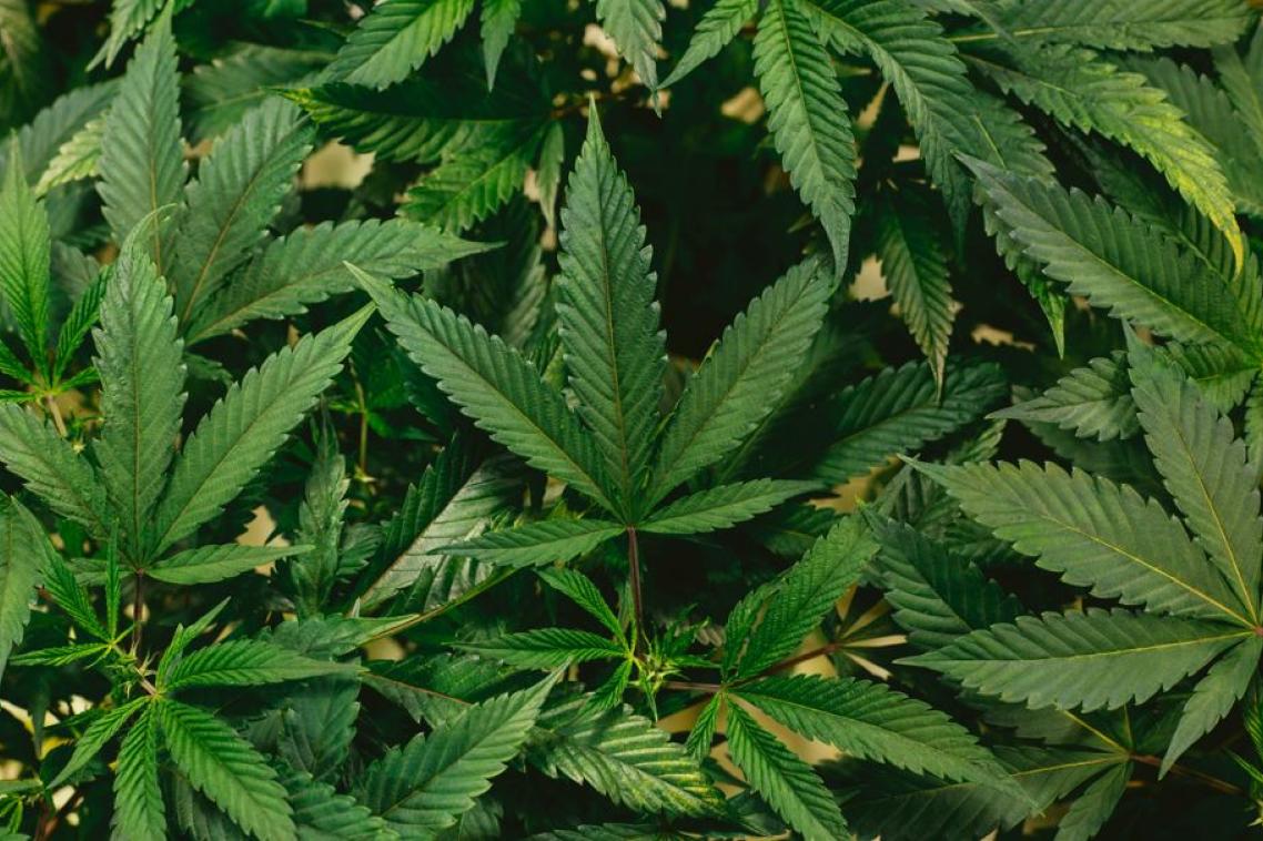 Close up of green-coloured cannabis leaves 