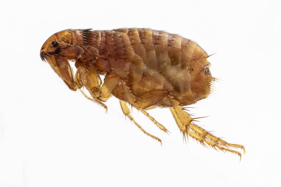 A cat flea. Photo: Stephen Doggett.
