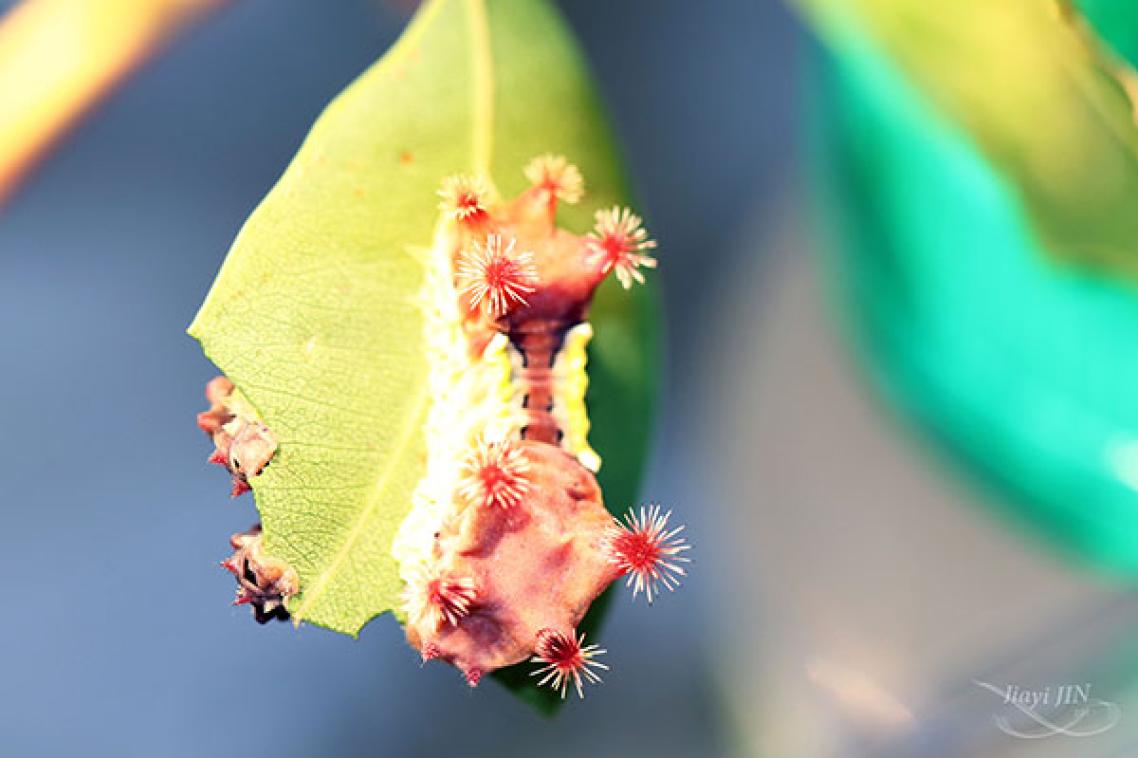 Caterpillar hanging from leaf