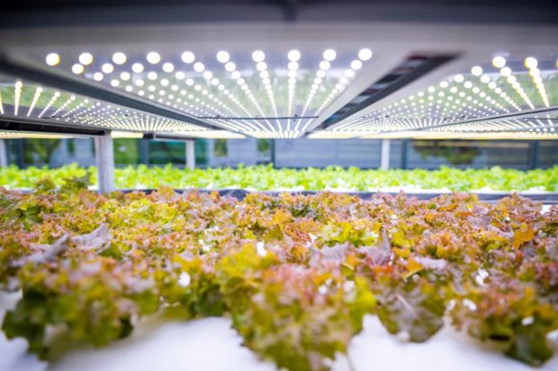 Rows of lettuces growing inside a glass house. Image, UQ