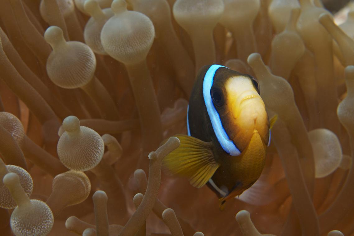 Biodiversity will be one of the characteristics considered in identifying the most important reefs. Credit: The Ocean Agency, Jayne Jenkins