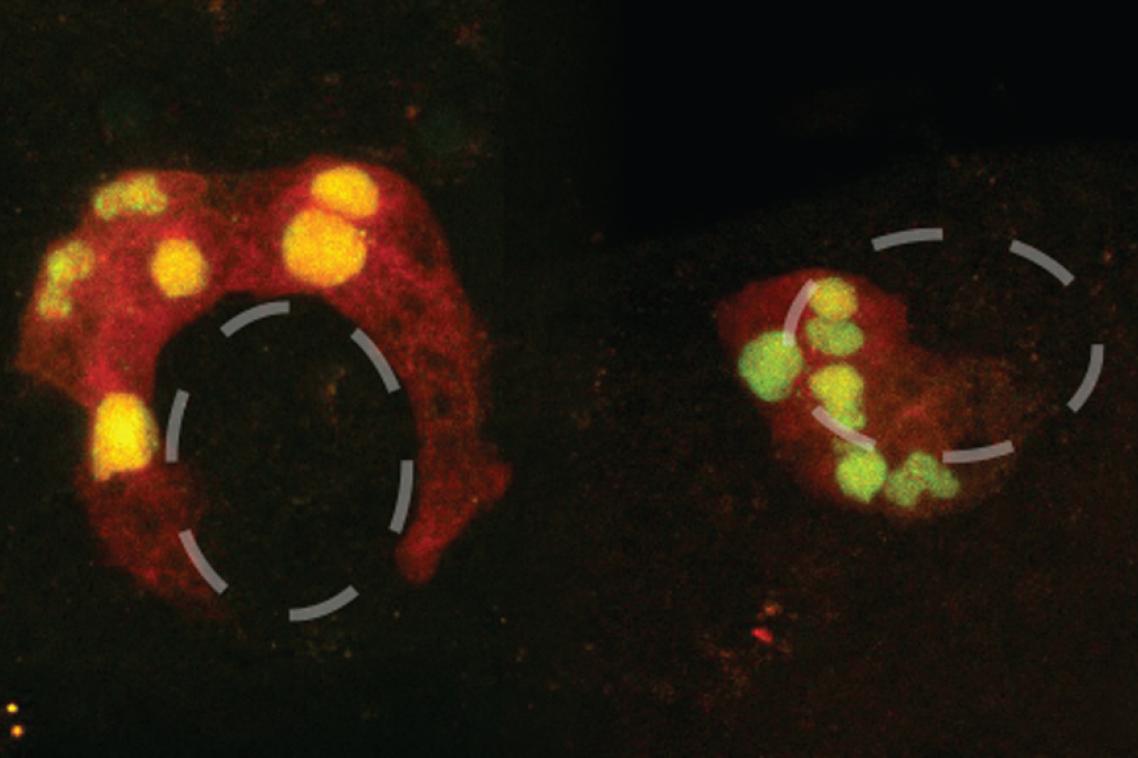 Normal sea squirt muscle cells form a ring shape (left), but after “boss gene” intervention (right), the cells cluster quite differently. Images: Nathan Palpant.