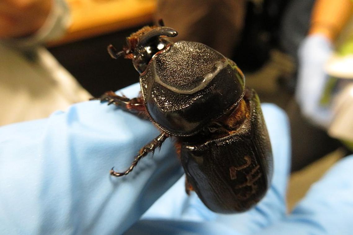 A hand holding a beetle