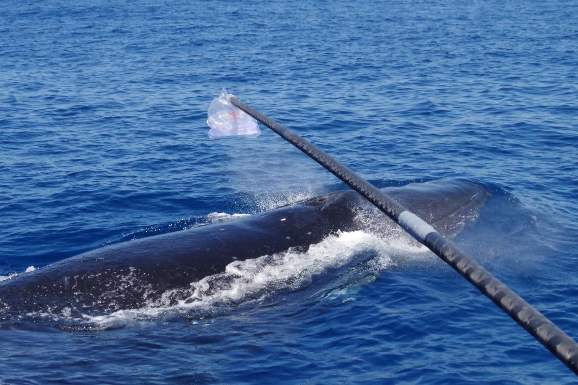 Collecting a sample from a whale's "blow".
