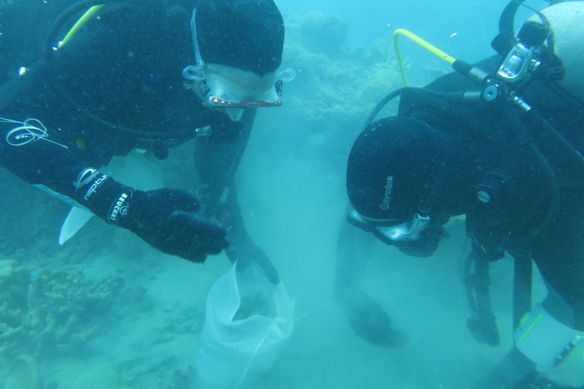 Divers collect dead coral. (Credit S Dalton)