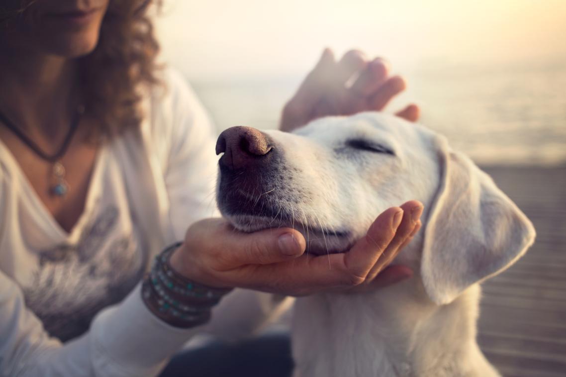 Violent partners exploit the relationship between owners and their companion animals