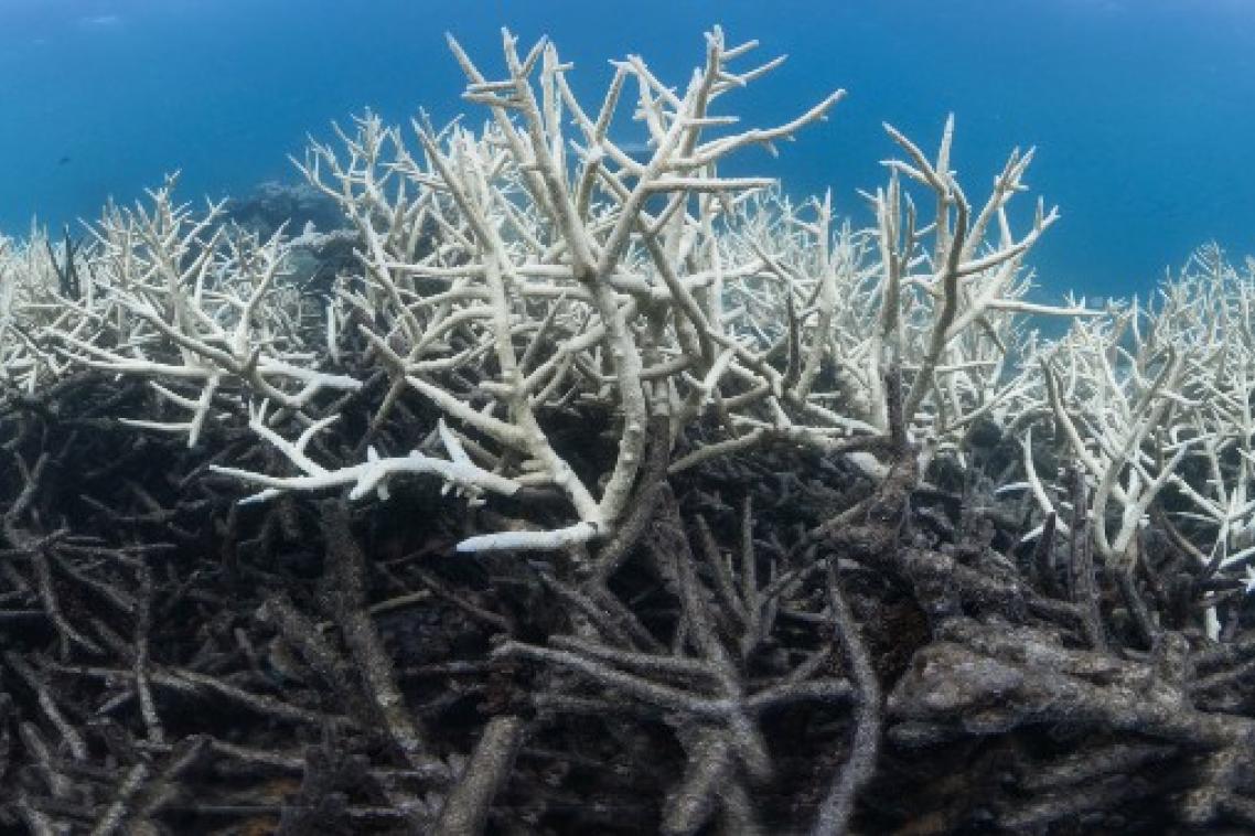 Coral skeleton rubble. 