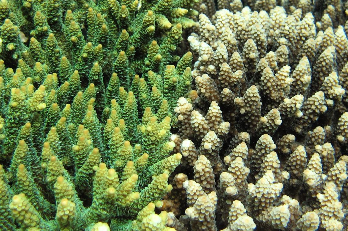 A network of well-connected reefs with abundant herbivorous fish populations are needed to maintain long-term reef resilience.