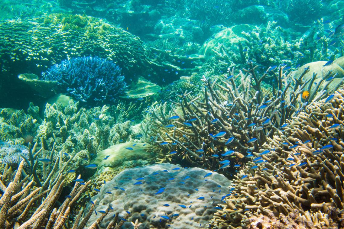 Australia and the UAE face many similar environmental challenges – including those relating to marine ecosystems and food security.