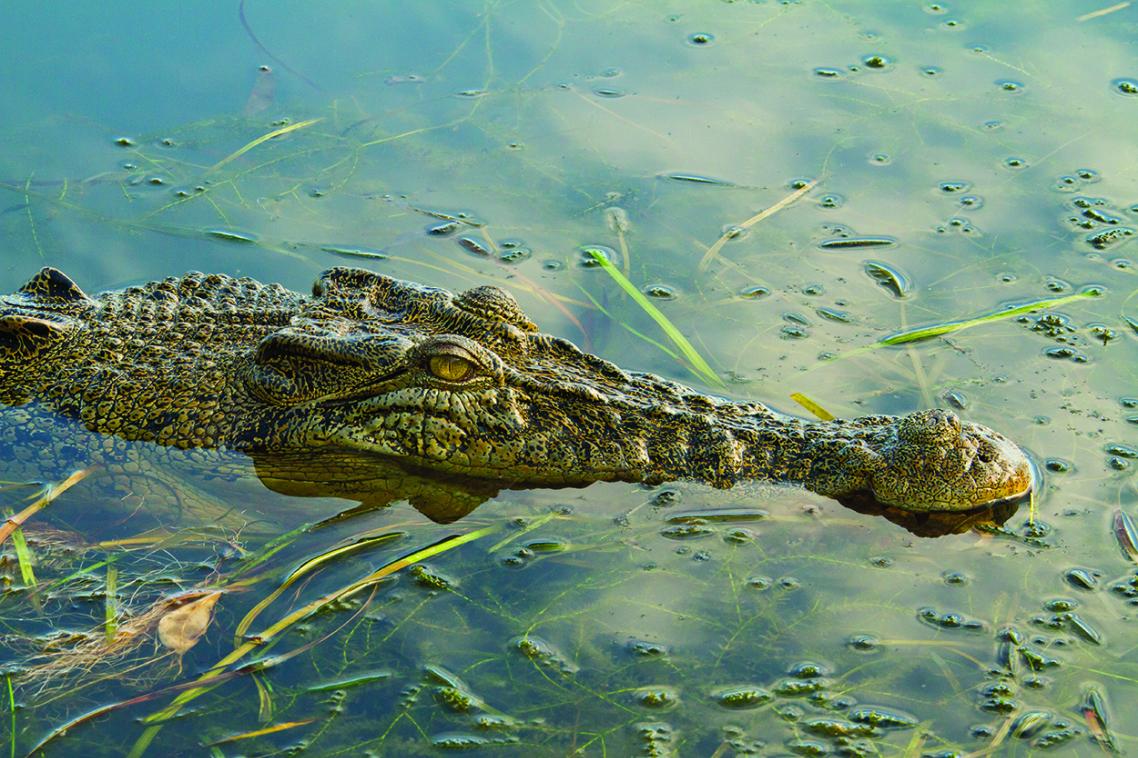 An estuarine crocodile, also known as a "saltie". 
