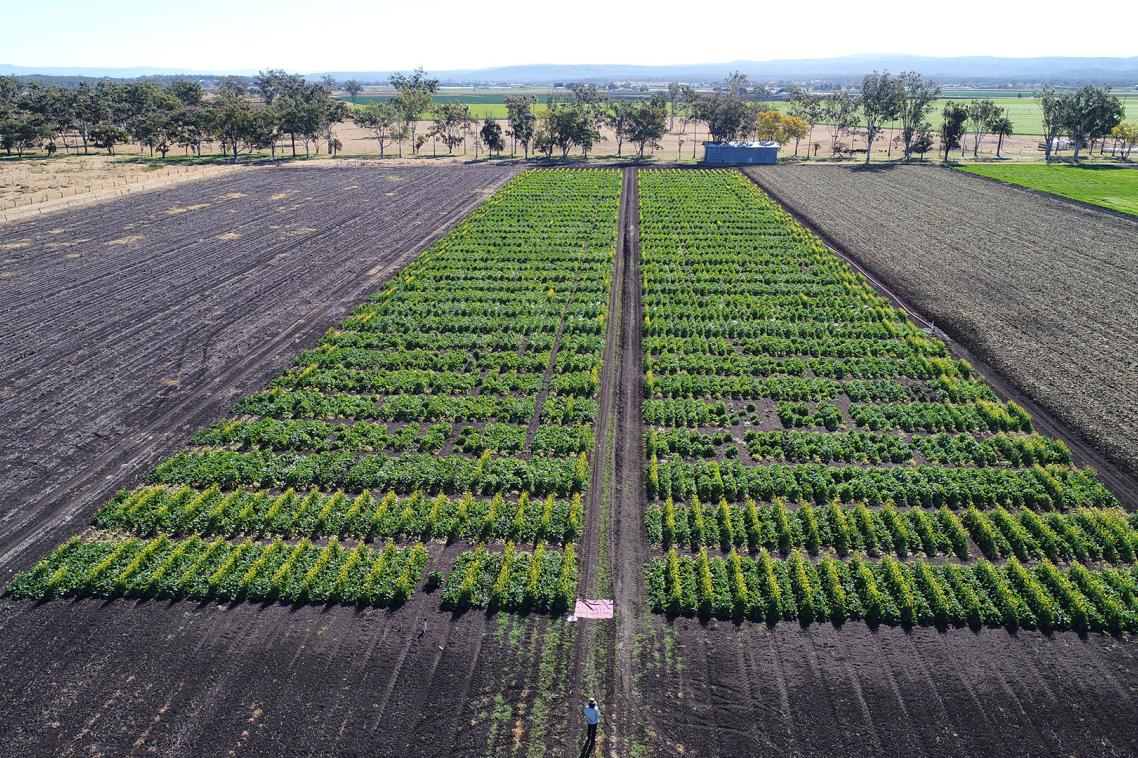 Crops of Brassica carinata being trialed on UQ’s Gatton campus.