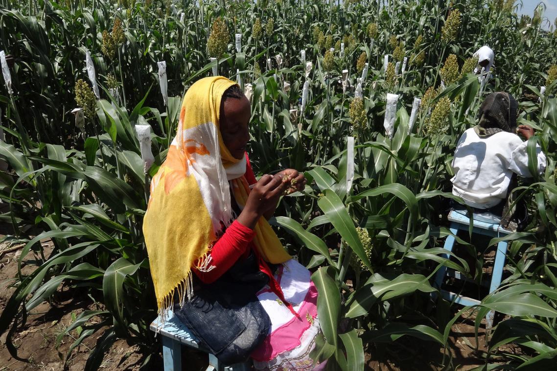 Ethiopian technicians at the Melkassa Research Station making breeding crosses between sorghum lines. Photo: Professor David Jordan.