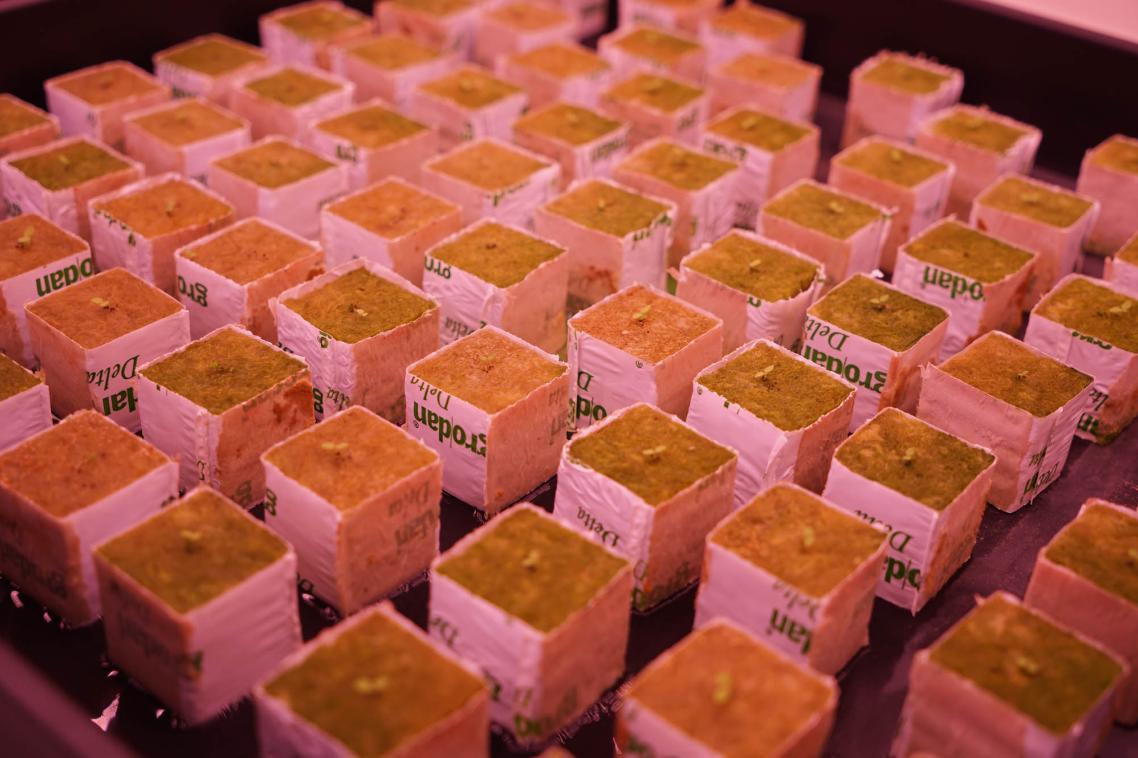 The Clive and Vera Ramaciotti Facility for Producing Pharmaceuticals in Plants at UQ’s Institute for Molecular Bioscience has the potential to provide inexpensive medications to patients.
