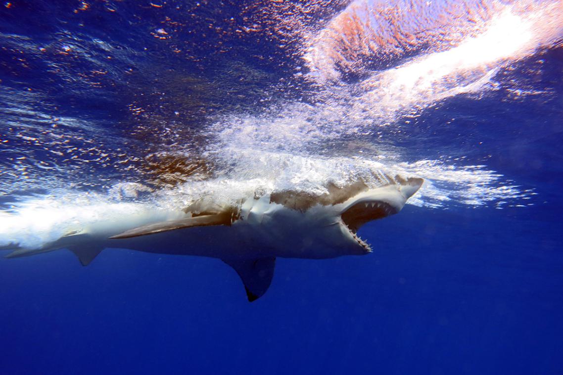 A white shark. Photo: Denice Askebrink.