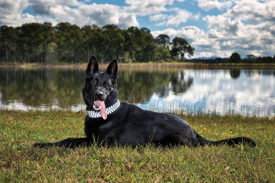 Healthy and happy: Police Dog Maui underwent the preventative surgery.