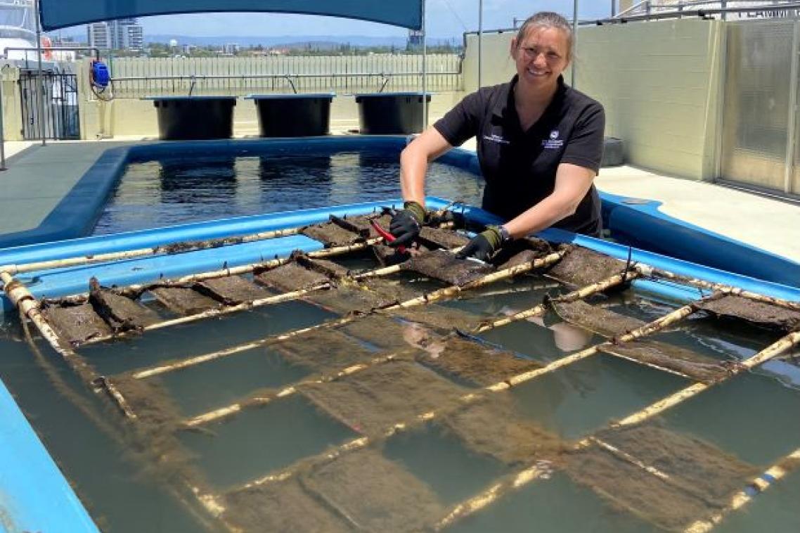 Researcher checking samples of bioplastics at Seaworld on the Gold Coast. Image, UQ