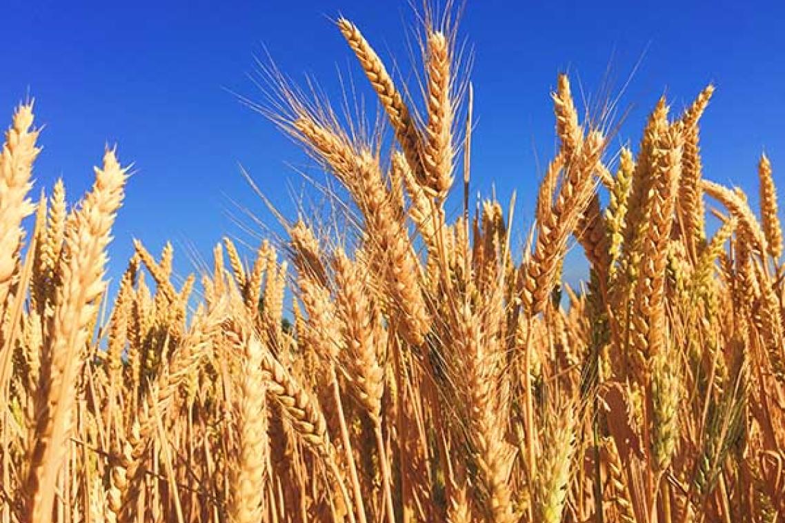Sheafs of wheat with a blue sky behind