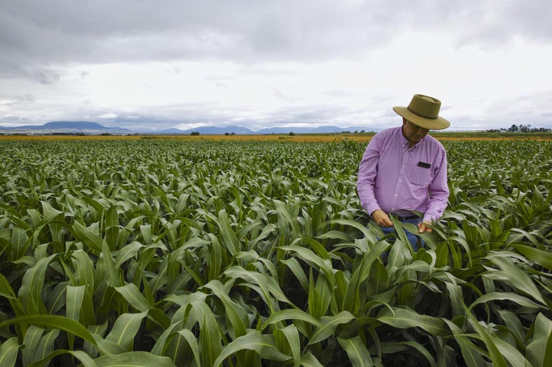 Agricultural research ... one of the areas where UQ excelled in ERA