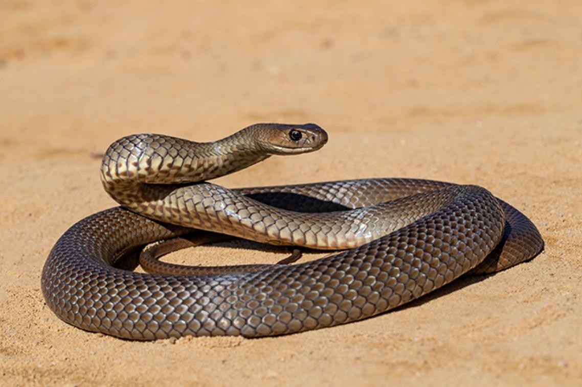 An Eastern Brown Snake