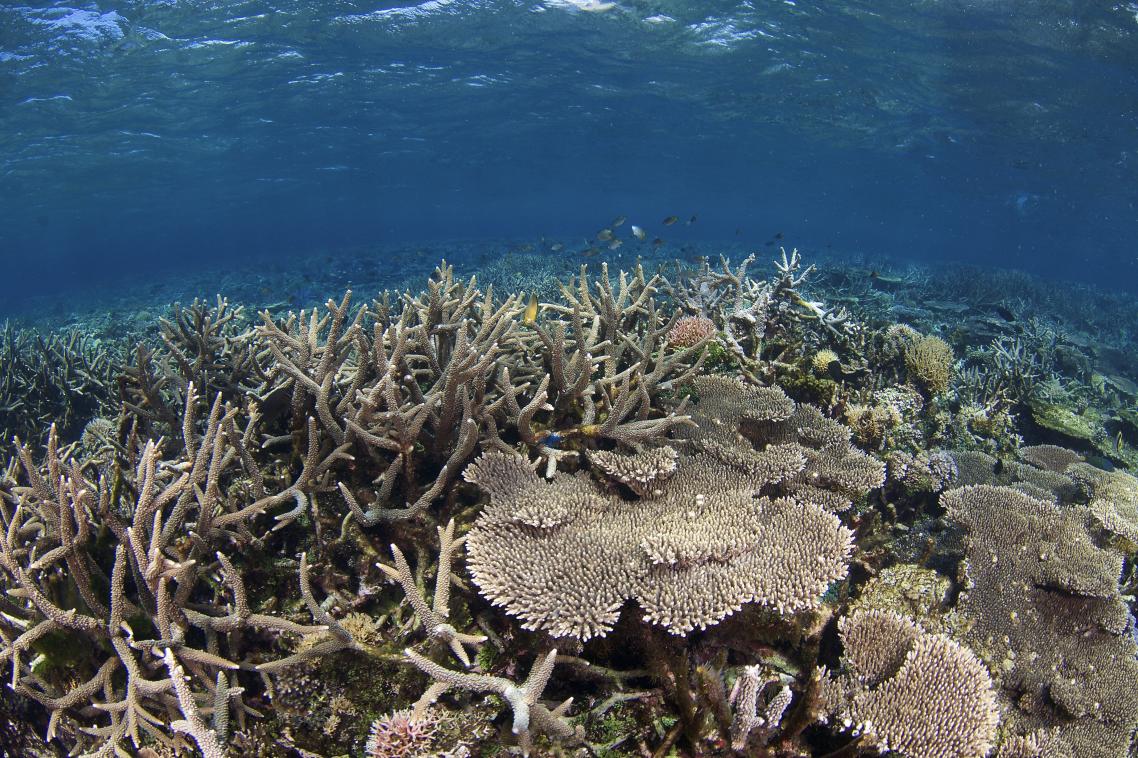 Coral in Malaysia