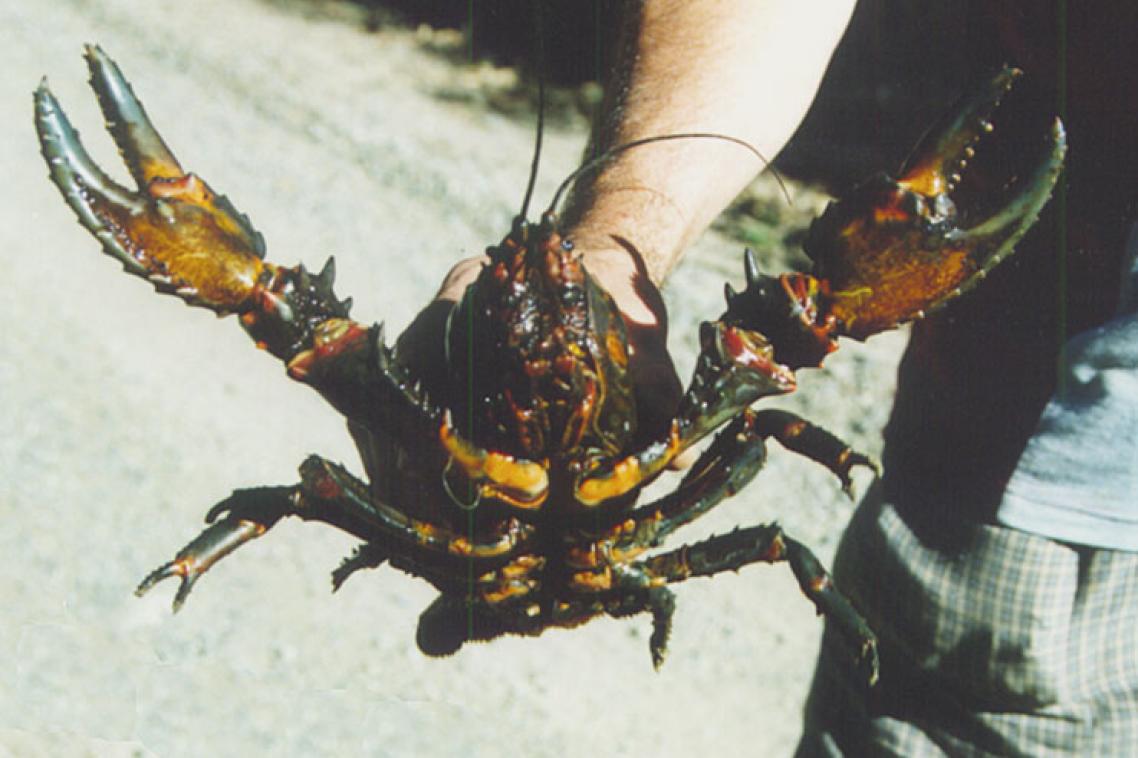 The Euastacus kershawi crayfish.