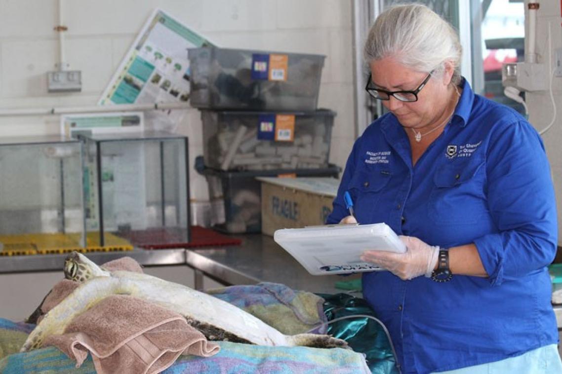 Dr Kathy Townsend studies a turtle victim of marine debris.