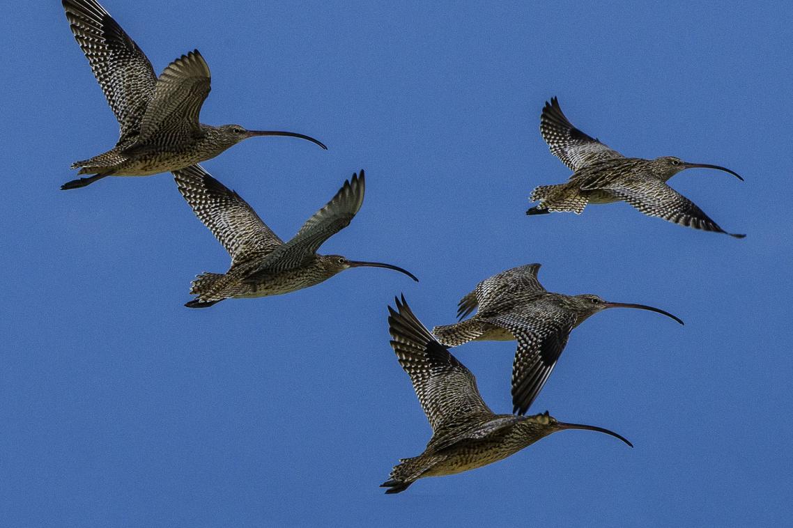 The Far Eastern Curlew are suffering rapid declines from loss of habitat along their flight path between Siberia and Australia. Photo: Dirk Hovorka.