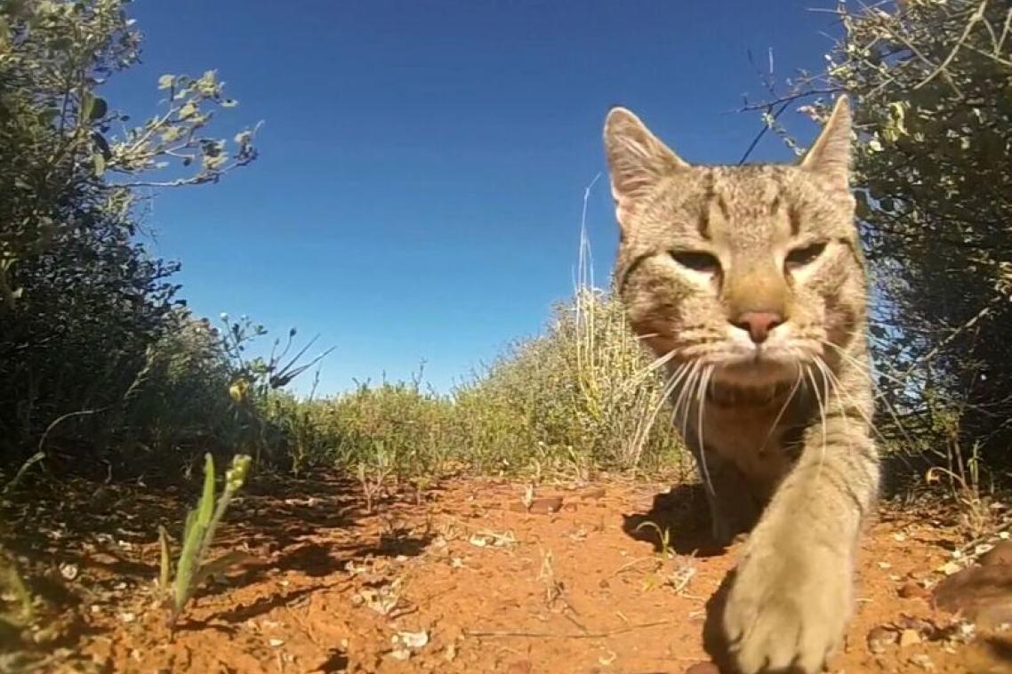 Feral cat strolls through Australian rural area. Credit: Hugh McGregor.