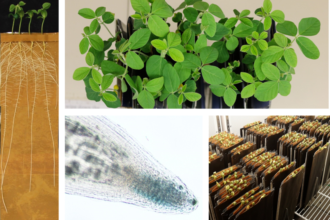 CLE peptides are critical for plant development 