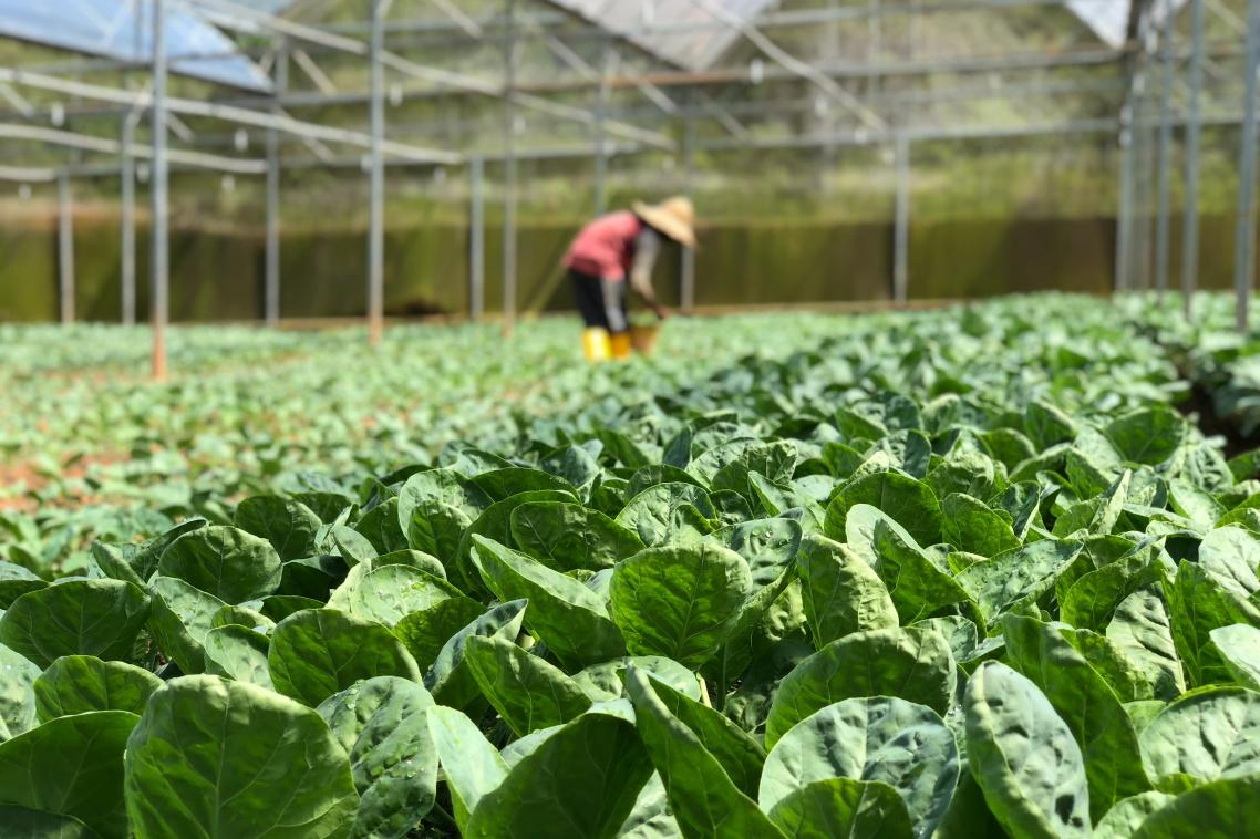 Food sustainability