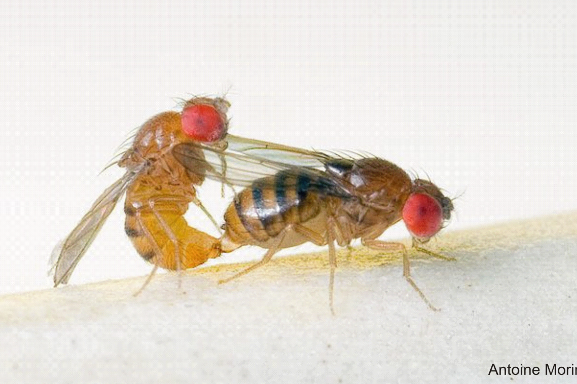 Mating pair of Drosophila serrata. Credit: Antoine Morin