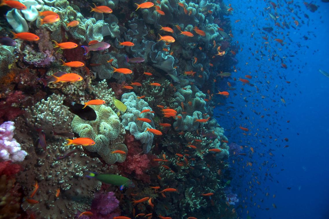 Researchers say governments should not use offsets to meet existing commitments to manage protected areas. 