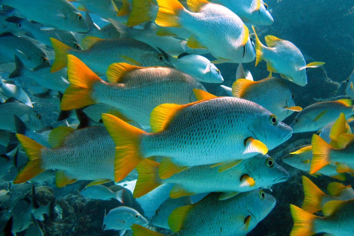 Fish numbers increased in those marine areas that were adequately staffed