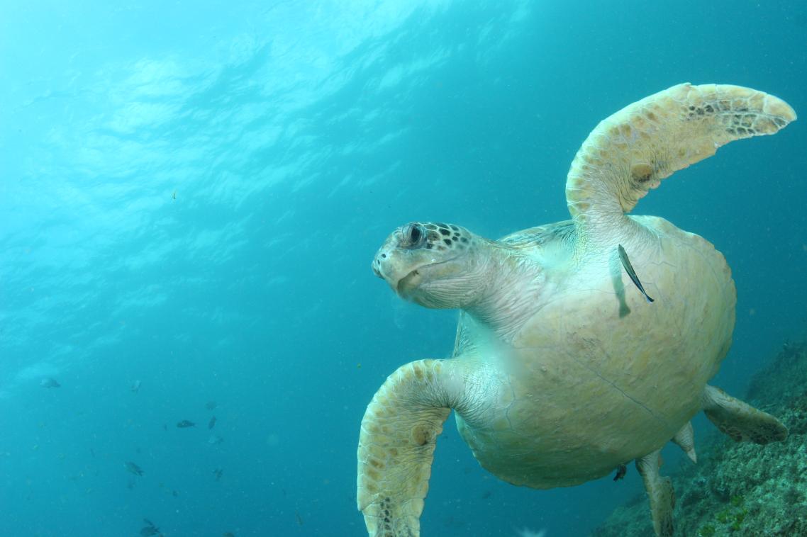 A green turtle at North Stradbroke Island