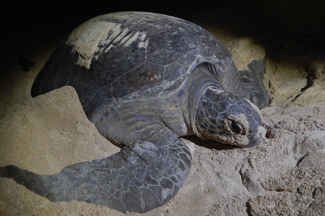 A nesting green turtle