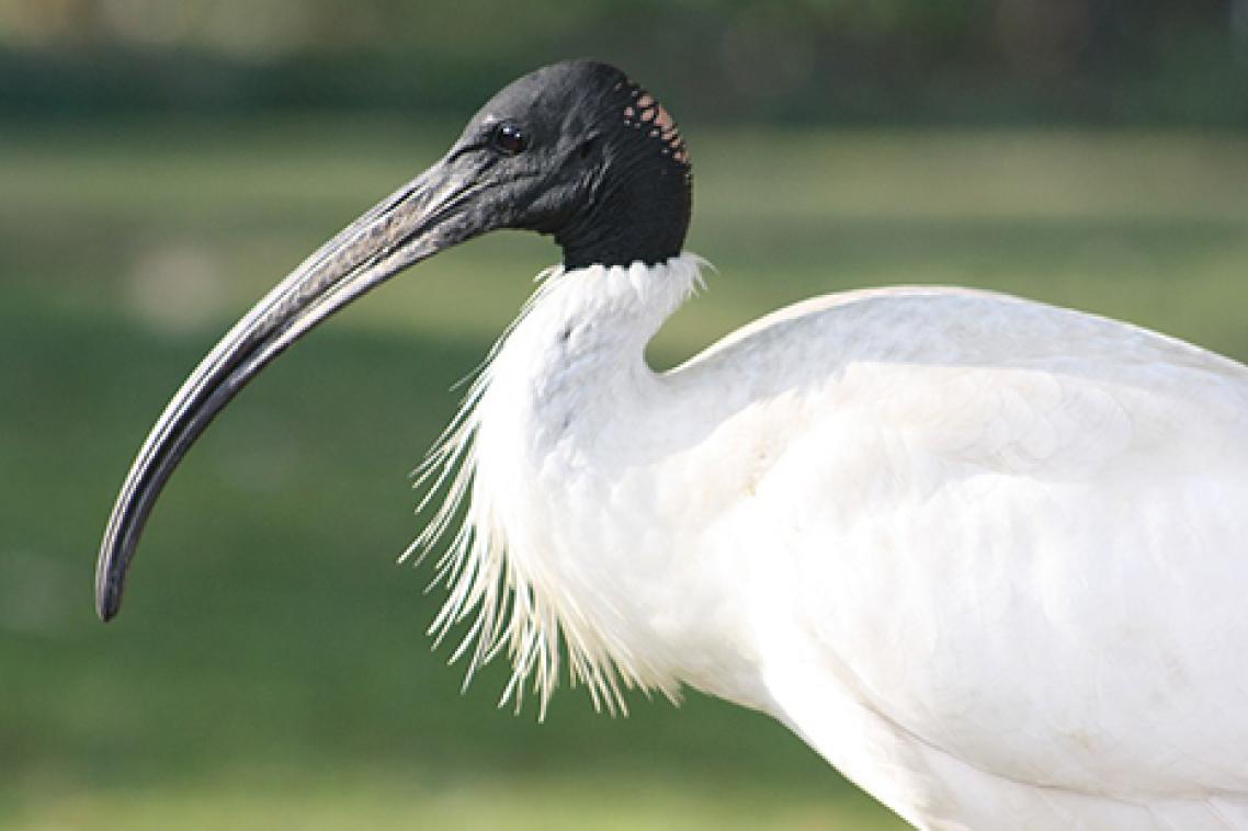 ibis
