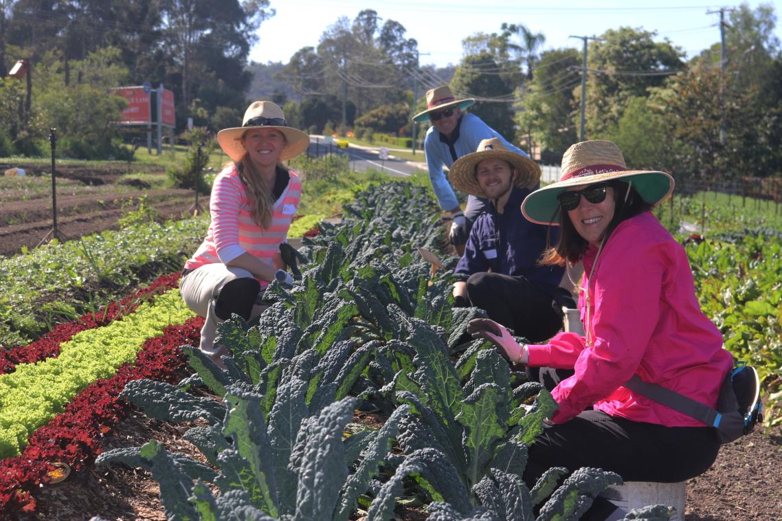 four people squat next to a row of dark green leafy plants in a vegetable garden