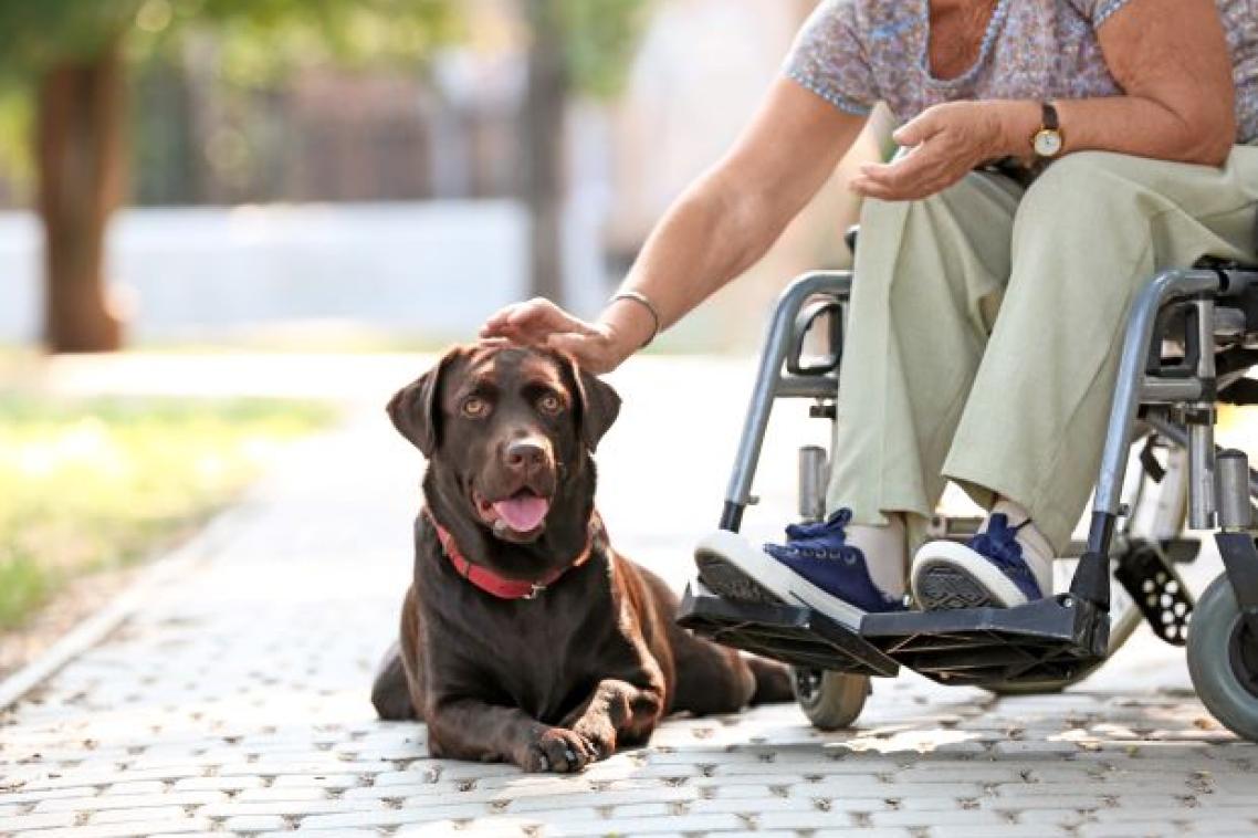 a person leans down to pat a large brown dog lying next to their wheelchair