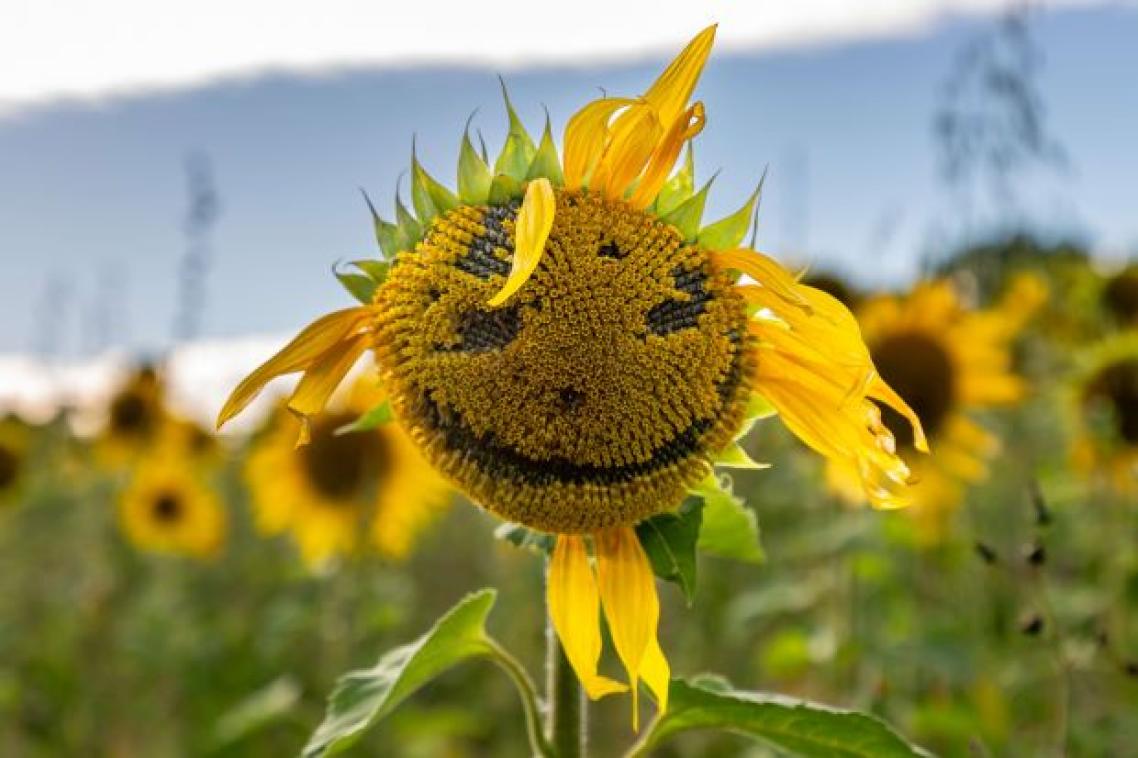 A sunflower in a field, with an illusory face visible in its centre.
