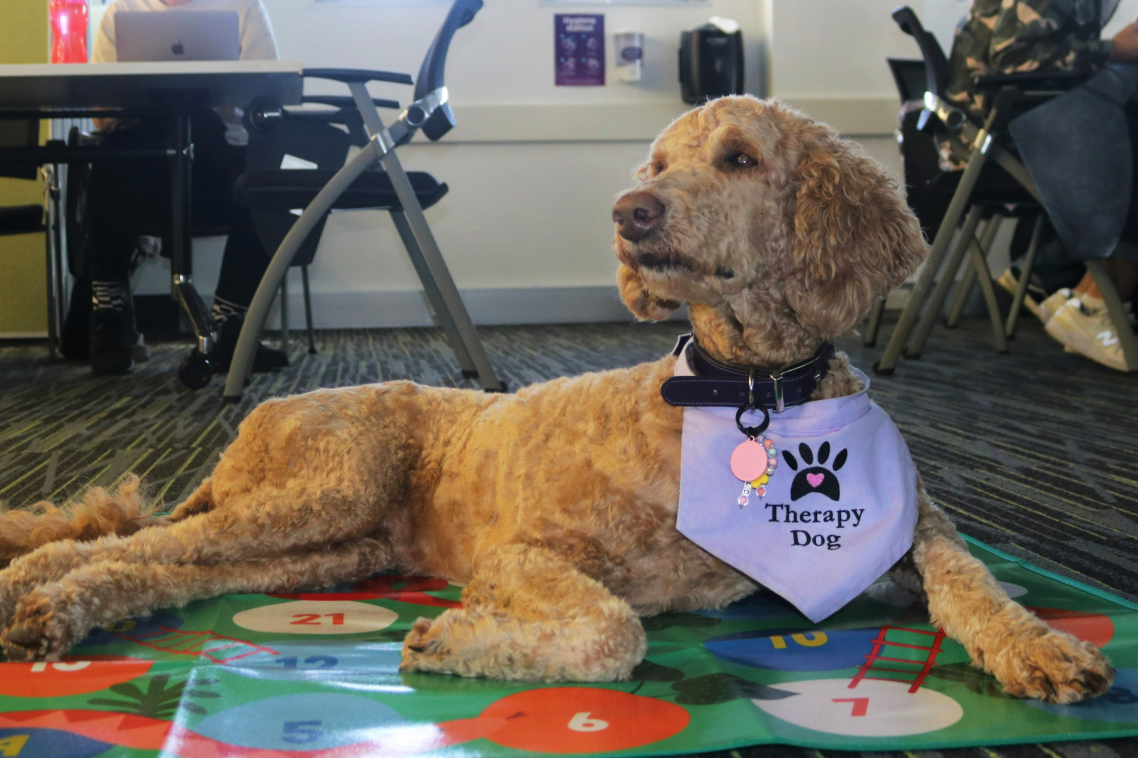 Therapy dog named Elsa wearing purple bib lying on mat. Supplied