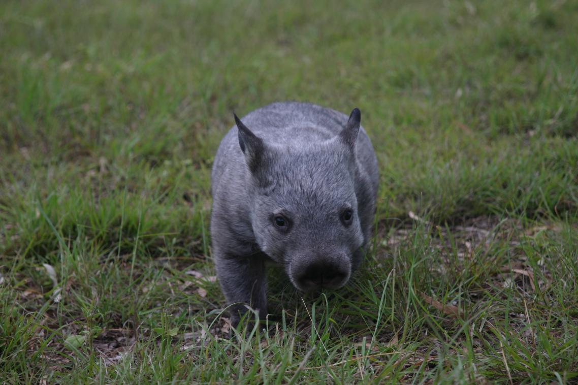 Hobo, a northern hairy-nosed wombat rescued by Tina Janssen of Australian Animals Care and Education Sanctuary