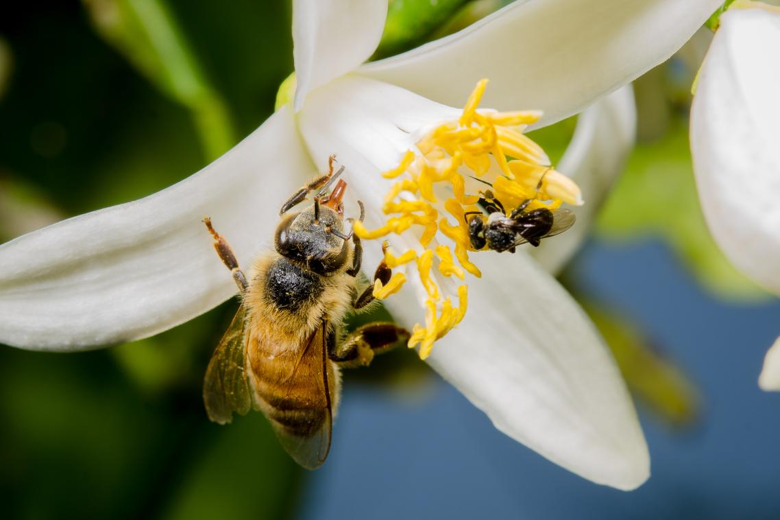 European honeybee (left) and Australian native stingless bee