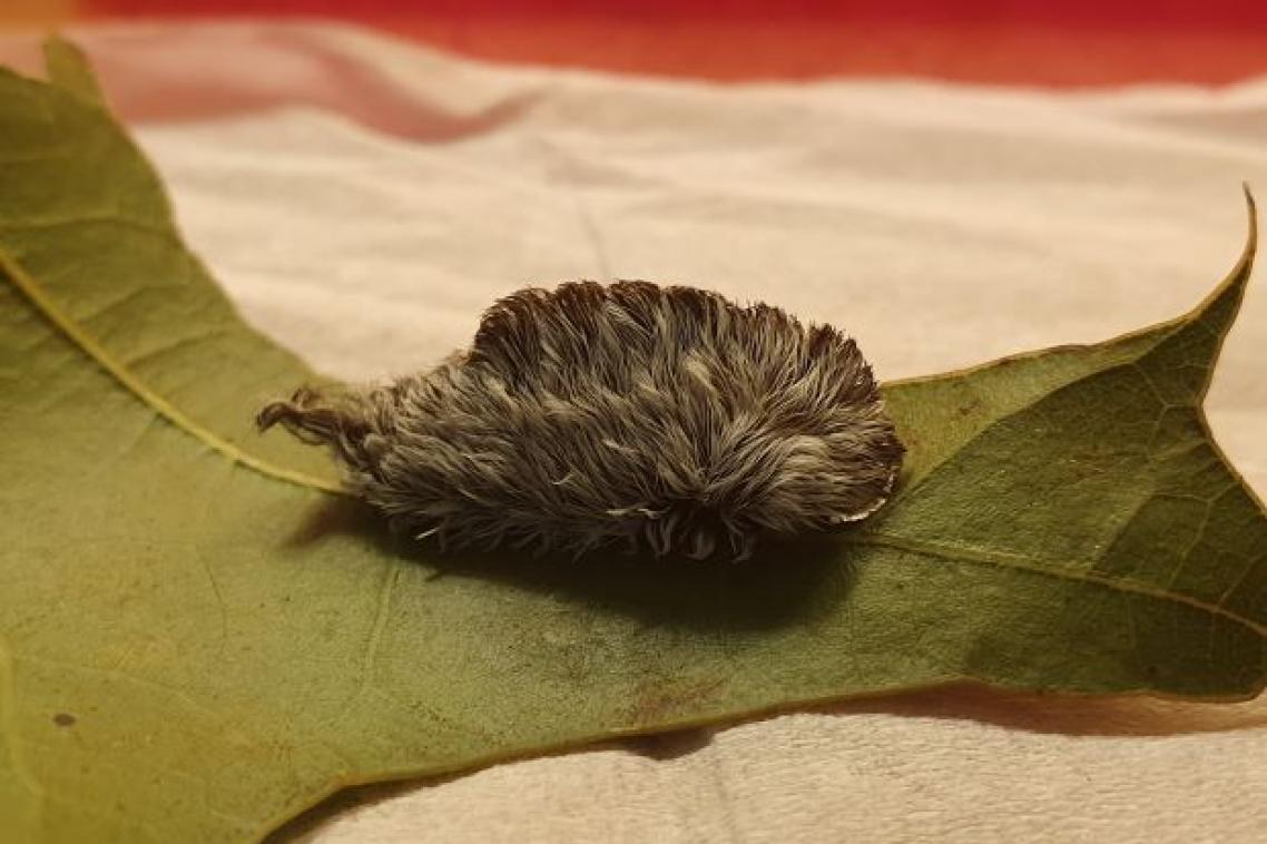 The asp caterpillar on a green leaf. Image, UQ