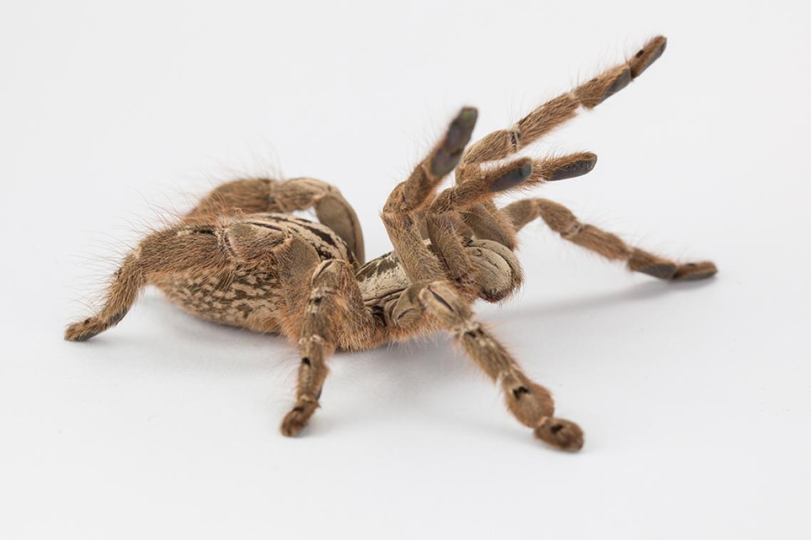 Spider-venom-is-being-used-to-develop-venom-derived-pharmaceuticals. 