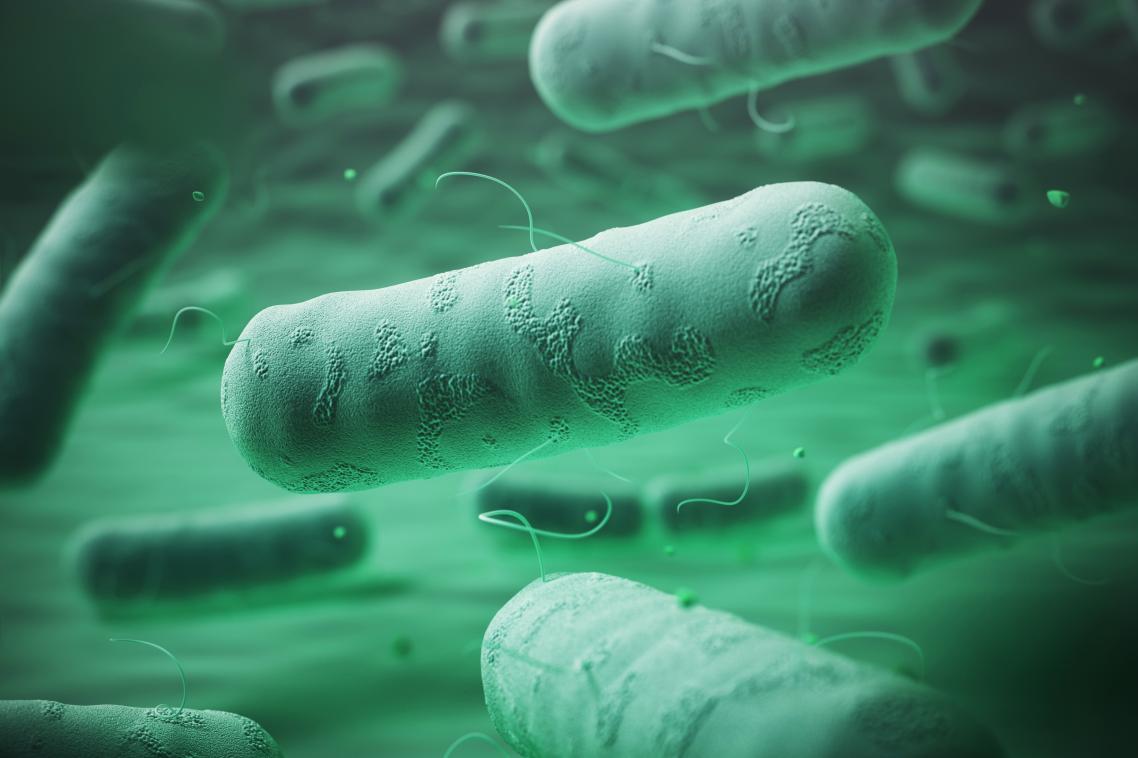 Gram-negative bacteria