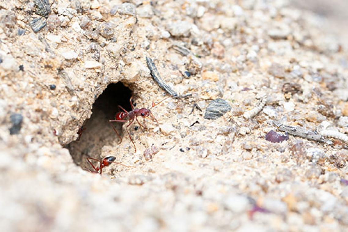 Bull ants emerging from the nest, through a rocky hole