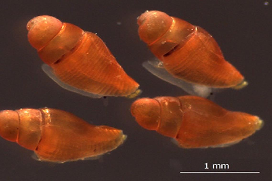 An image from a microscope showing four orange coloured cone-shaped snail shells, each measuring around 1.5mm.