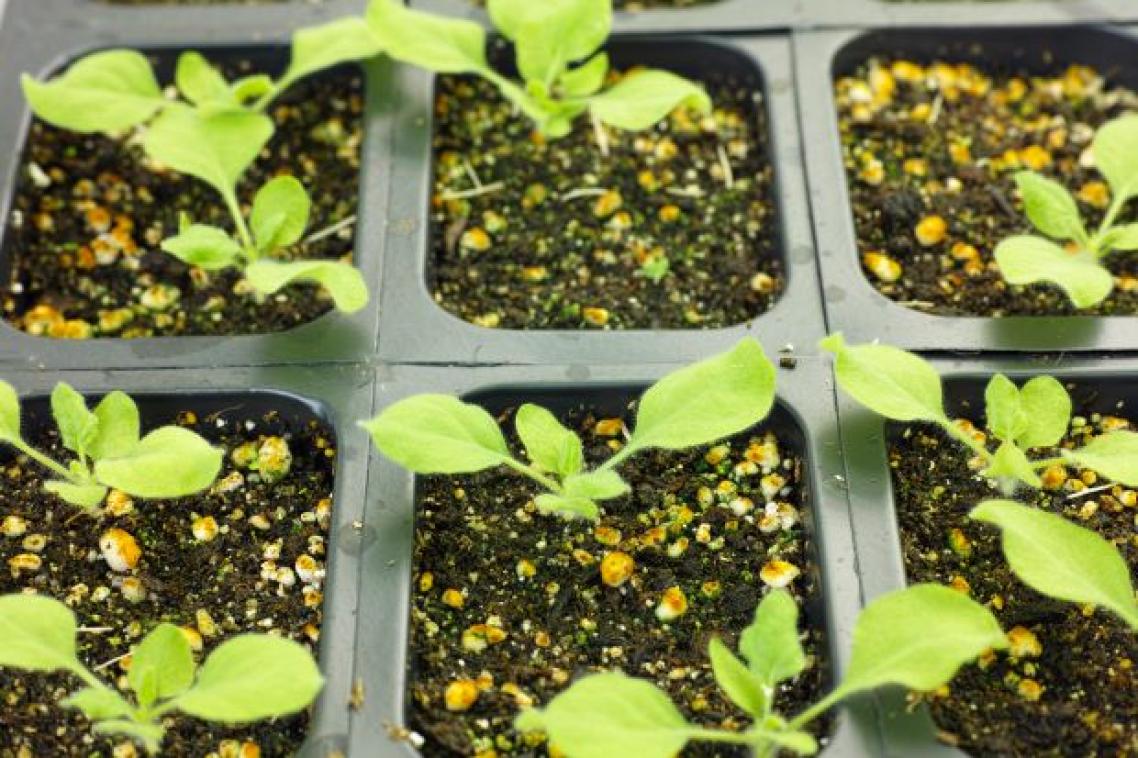 Green seedlings grow in soil in a black plastic tray, the photo is taken from above.