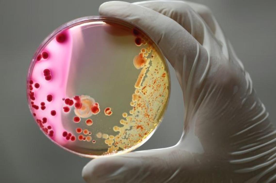 A gloved hand holds a petrie dish with two different forms of bacteria - one white, the other pink with red dots.