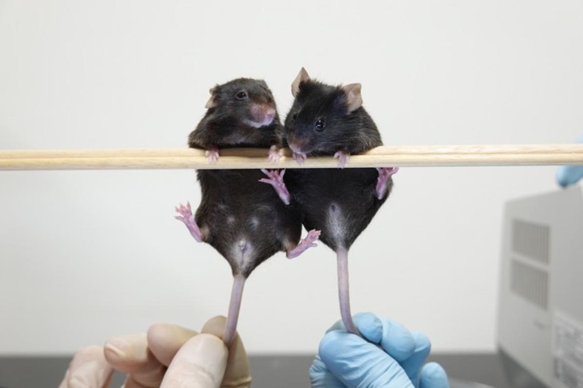 Left, XY mouse lacking Sry-T, that developed as female. Right, XX mouse carrying Sry-T transgene, that developed as male.